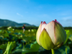 夏天可以发的文艺说说带图片 夏日清凉说说