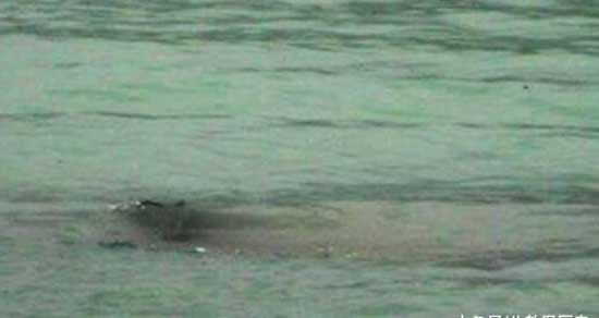 世界上最著名的十大水怪,揭秘十大水怪之谜(图片大全)(图8) 世界十大水怪