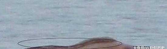 世界上最著名的十大水怪,揭秘十大水怪之谜(图片大全)(图10) 世界十大水怪