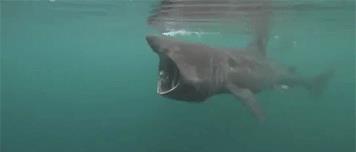 世界上最温顺的鲨鱼,每天靠喝海水为生,却被人类逼到濒危!(图3) 世界上最温顺的鲨鱼,每天靠喝海水为生,却被人类逼到濒危!(图3)