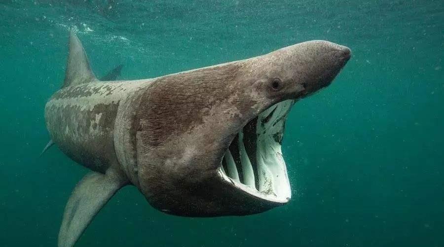 世界上最温顺的鲨鱼,每天靠喝海水为生,却被人类逼到濒危!(图4) 世界上最温顺的鲨鱼,每天靠喝海水为生,却被人类逼到濒危!(图4)