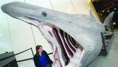 世界上最温顺的鲨鱼,每天靠喝海水为生,却被人类逼到濒危!(图5) 世界上最温顺的鲨鱼,每天靠喝海水为生,却被人类逼到濒危!(图5)