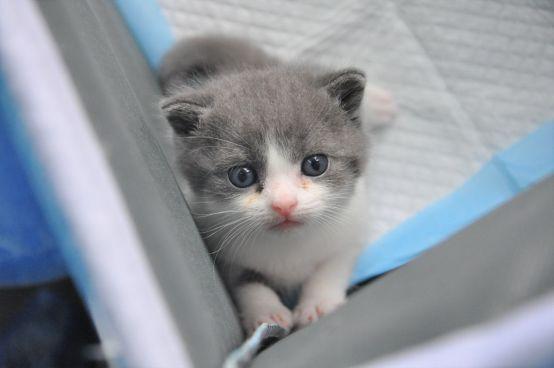 萌!国内首只自主培育的克隆猫“大蒜”来了(图4) 萌!国内首只自主培育的克隆猫“大蒜”来了(图4)