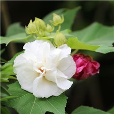 精美漂亮的芙蓉花高清图片