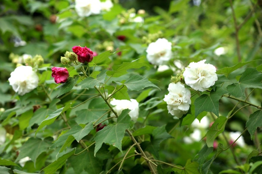 精美漂亮的芙蓉花高清图片