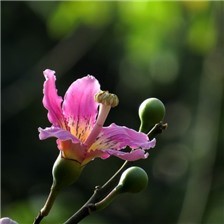 好看的粉色异木棉花图片欣赏