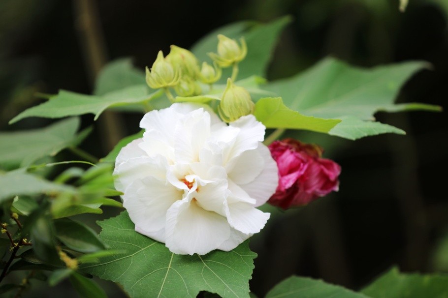 精美漂亮的芙蓉花高清图片