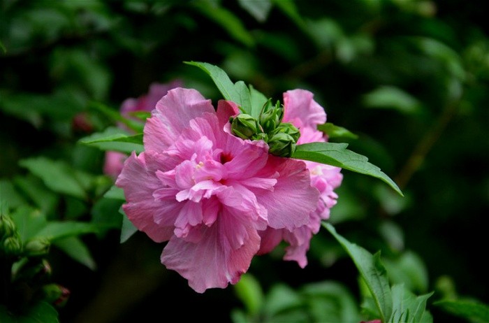 美丽的芙蓉花特写图片大全