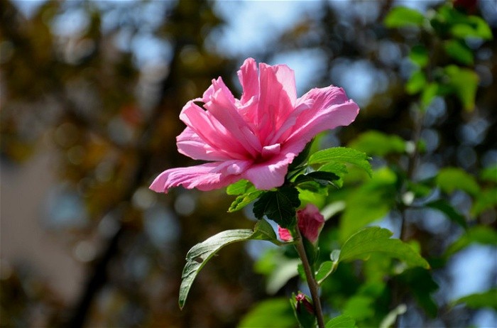 美丽的芙蓉花特写图片大全