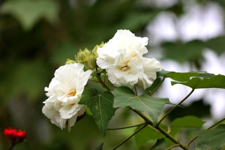 精美漂亮的芙蓉花高清图片