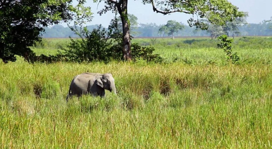 印度一岛民坚持种树35年,将550公顷荒岛变森林(图6) 印度一岛民坚持种树35年,将550公顷荒岛变森林--置顶表情