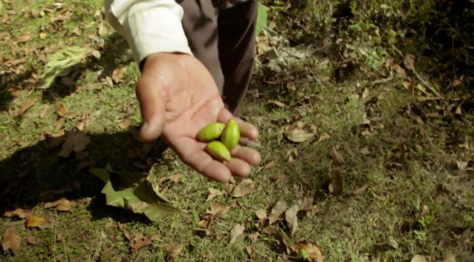 印度一岛民坚持种树35年,将550公顷荒岛变森林(图7) 印度一岛民坚持种树35年,将550公顷荒岛变森林--置顶表情