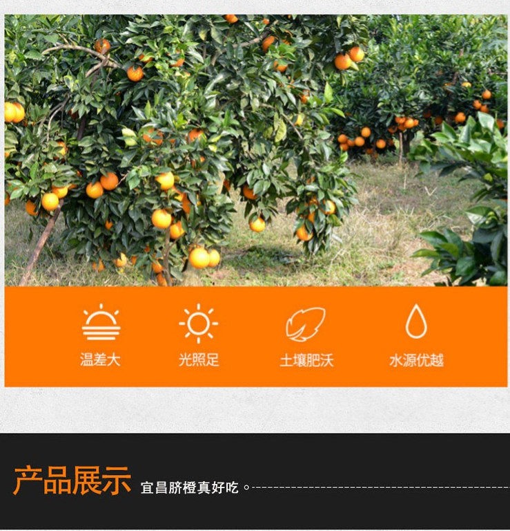 天呈果园 湖北秭归春橙伦晚橙子新鲜孕妇水果产地现摘直发 九斤装精选大果75-80mm(图4) 天呈果园 湖北秭归春橙伦晚橙子新鲜孕妇水果产地现摘直发 九斤装精选大果75-80mm(图4)